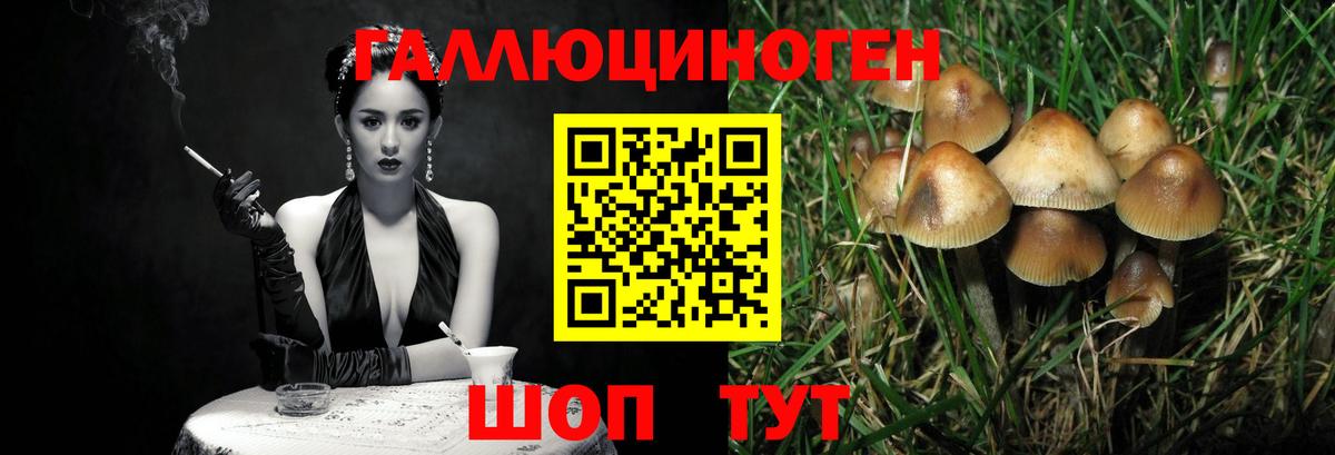 Псилоцибиновые грибы Psilocybine cubensis  Севастополь 